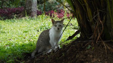 Beyaz bir kedi ağaç köklerinin arkasına saklanıp kameraya bakıyor.