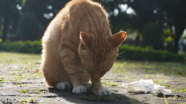 stock image An orange stray cat licking its body to clean it from dirt in a park