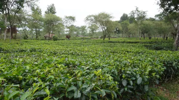 stock image The vast expanse of tea gardens is accompanied by trees in between