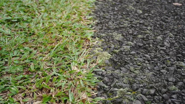 stock image The background is grassy ground on the left and rocky ground on the right