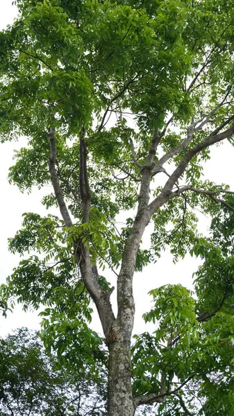 Stock image A tall tree with lots of branches and dense leaves during the day