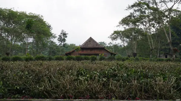 Tahtadan yapılmış kahverengi bir ev Wonosari çay bahçesi turistik bölgesinde, Malang 'da bir çay bahçesinin ortasında.