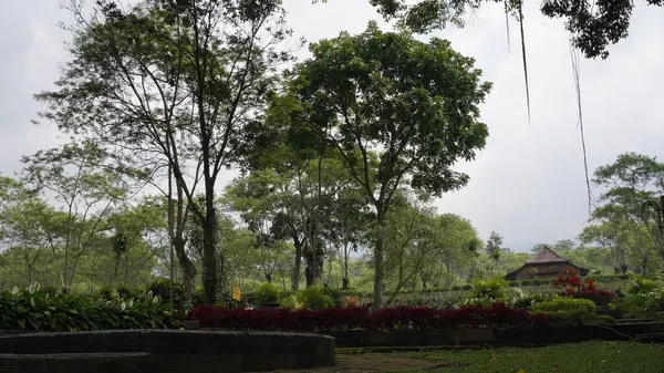 Stock image A garden in the Wonosari tea garden with trees and a wooden building on the right