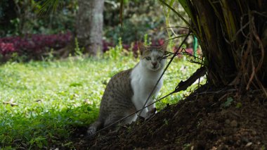 Beyaz bir kedi ağaç köklerinin arkasına saklanıp kameraya bakıyor.