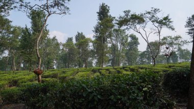 Uçsuz bucaksız çay bahçelerine ağaçlar eşlik eder.