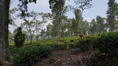 Uçsuz bucaksız çay bahçelerine ağaçlar eşlik eder.