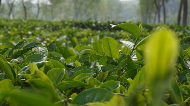 Tea leaves on a stretch of tea garden in the morning clipart