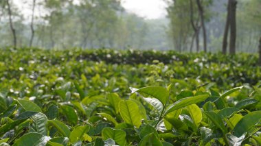 Sabahları çay bahçesinde çay yaprakları.
