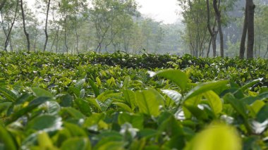 Sabahları çay bahçesinde çay yaprakları.