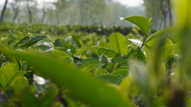 Sabahları çay bahçesinde çay yaprakları.