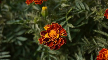 Marigolds blooming in the evening against a background of green leaves clipart