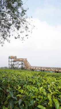 Tahtadan yapılmış Bukit Kuneer köprüsü ve Wonosari Malang çay bahçesindeki ziyaretçiler için bir fotoğraf noktası.