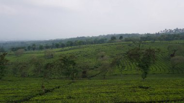 Öğleden sonra Malang bölgesindeki geniş çay bahçeleri.