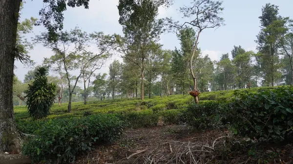 stock image The vast expanse of tea gardens is accompanied by trees in between