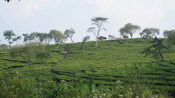 stock image The vast expanse of tea gardens is accompanied by trees in between