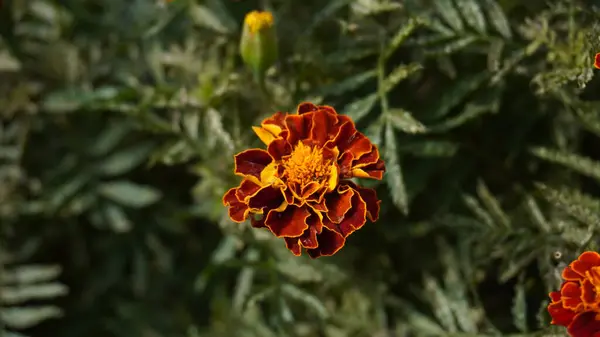 stock image Marigolds blooming in the evening against a background of green leaves