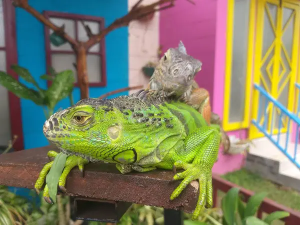 İki yeşil ve kahverengi iguana birbirinin üstünde oturuyor ve gün boyunca dinleniyorlar.