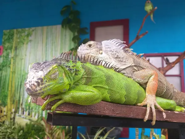 stock image Two green and brown iguanas sitting on top of each other and relaxing during the day