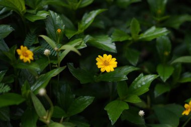 Helianthemum çiçekleri taze sarıdır ve gün içinde yeşil yaprakların arka planında büyürler.