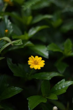 Helianthemum flowers are fresh yellow and grow during the day against a background of green leaves clipart