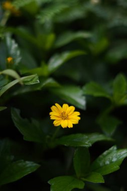 Helianthemum flowers are fresh yellow and grow during the day against a background of green leaves clipart