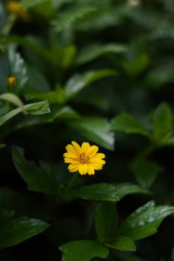 Helianthemum çiçekleri taze sarıdır ve gün içinde yeşil yaprakların arka planında büyürler.