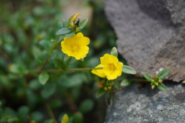 Helianthemum flowers are fresh yellow and grow during the day on a green background with rocks beside them clipart