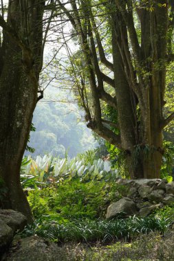Sabah güneşine maruz kalan beyaz bitkiler ve ormandaki banyan ağaçlarının gövdeleri arasındaki doğal kayalar.