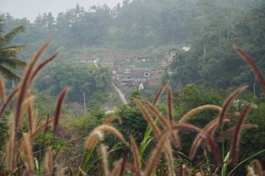 Rüzgara maruz kalan Alang alang bitkileri (Pennisetum pedicellatum) tepelerin ve bulutlu bir günde insanların evlerinin arka planında