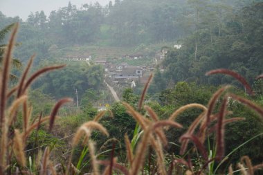 Alang alang plants (Pennisetum pedicellatum) exposed to the wind with a background of hills and people's houses on a cloudy day clipart