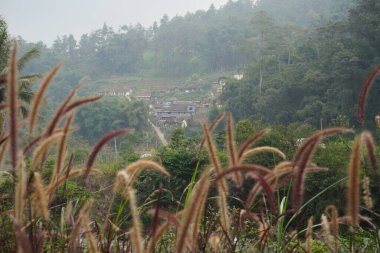 Rüzgara maruz kalan Alang alang bitkileri (Pennisetum pedicellatum) tepelerin ve bulutlu bir günde insanların evlerinin arka planında