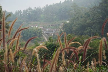 Alang alang plants (Pennisetum pedicellatum) exposed to the wind with a background of hills and people's houses on a cloudy day clipart