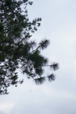 Uzun çam ağaçlarının arka planında yapraklar ve biraz karanlık bir gökyüzü arkaplanı var.