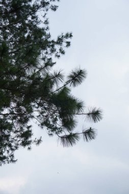 Uzun çam ağaçlarının arka planında yapraklar ve biraz karanlık bir gökyüzü arkaplanı var.