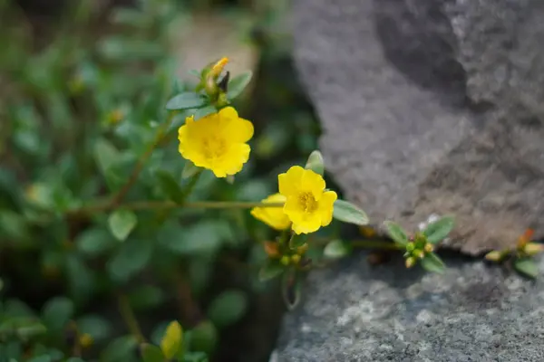 Stock image Helianthemum flowers are fresh yellow and grow during the day on a green background with rocks beside them