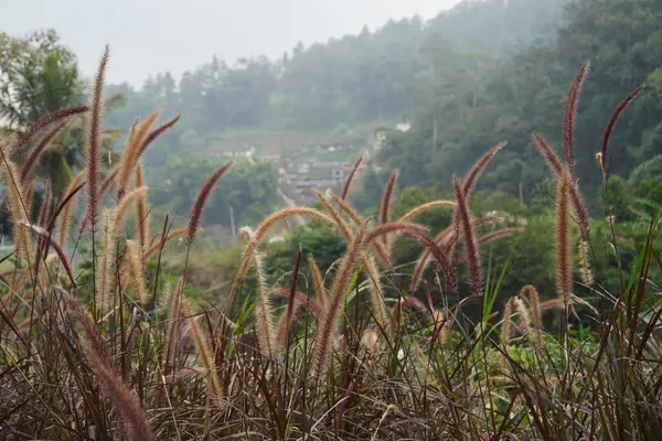 stock image Alang alang plants (Pennisetum pedicellatum) exposed to the wind with a background of hills and people's houses on a cloudy day