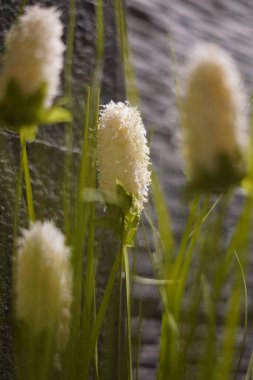 A fake bladygrass plant with tall green leaves clipart