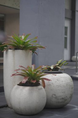 Farklı boyutlarda, beyaz, yuvarlak kaplarda süslü bitkiler.