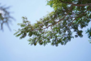 Mavi gökyüzünün ve gün boyunca yeşil yapraklı beyaz bulutların arkaplanı