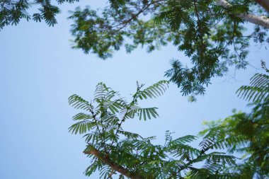 Mavi gökyüzünün ve gün boyunca yeşil yapraklı beyaz bulutların arkaplanı