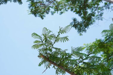 Mavi gökyüzünün ve gün boyunca yeşil yapraklı beyaz bulutların arkaplanı