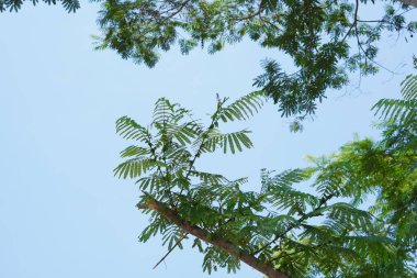 Mavi gökyüzünün ve gün boyunca yeşil yapraklı beyaz bulutların arkaplanı