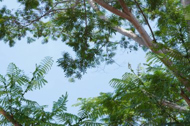 Mavi gökyüzünün ve gün boyunca yeşil yapraklı beyaz bulutların arkaplanı
