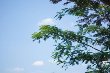 Mavi gökyüzünün ve gün boyunca yeşil yapraklı beyaz bulutların arkaplanı