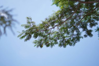 Mavi gökyüzünün ve gün boyunca yeşil yapraklı beyaz bulutların arkaplanı