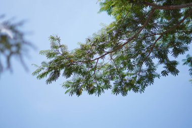 Mavi gökyüzünün ve gün boyunca yeşil yapraklı beyaz bulutların arkaplanı