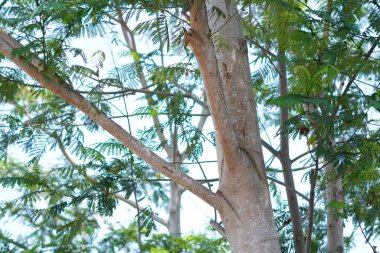 A tree trunk with dense leaves and a clear sky during the day clipart