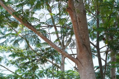 Yoğun yapraklı bir ağaç gövdesi ve gün boyunca açık bir gökyüzü.