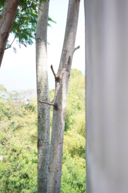 Küçük gövde tomurcukları ve parlak güneşli bir günde ağaçların arka planıyla birlikte birbirine yakın büyüyen iki ağaç gövdesi.