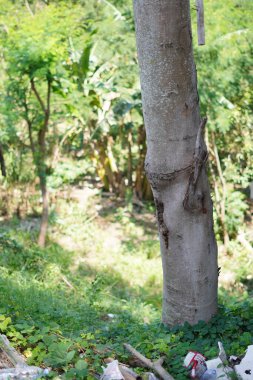 Arka planda çöp ve diğer ağaçların bulunduğu bir ağaç gövdesi.
